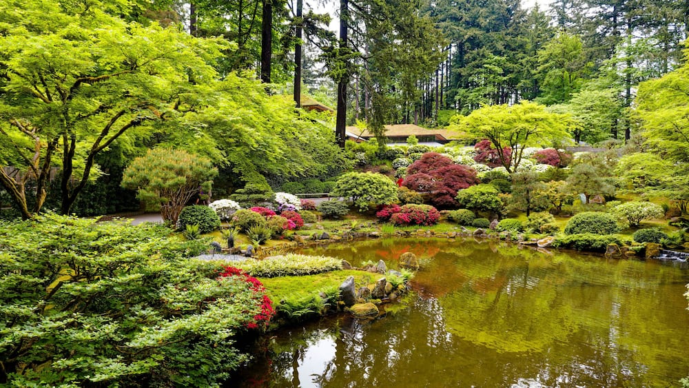 Strolling Pond Garden in Spring Bloom at the Portland Japanese Garden