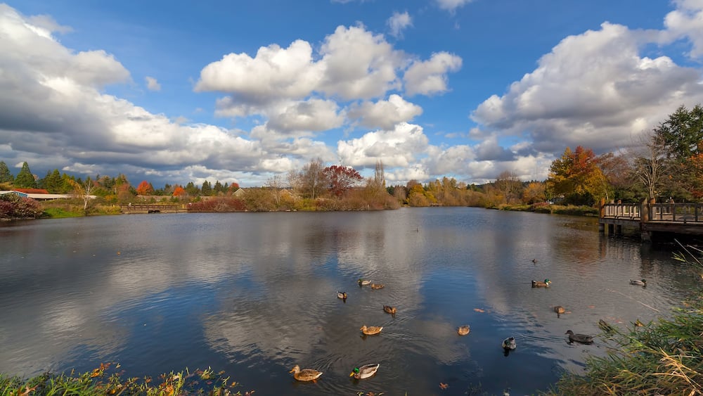 A calm lake with ducks, surrounded by autumn foliage and a cloudy sky.