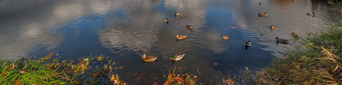 Un lac paisible où nagent des canards, entouré d’un feuillage automnal et surplombé d’un ciel nuageux.