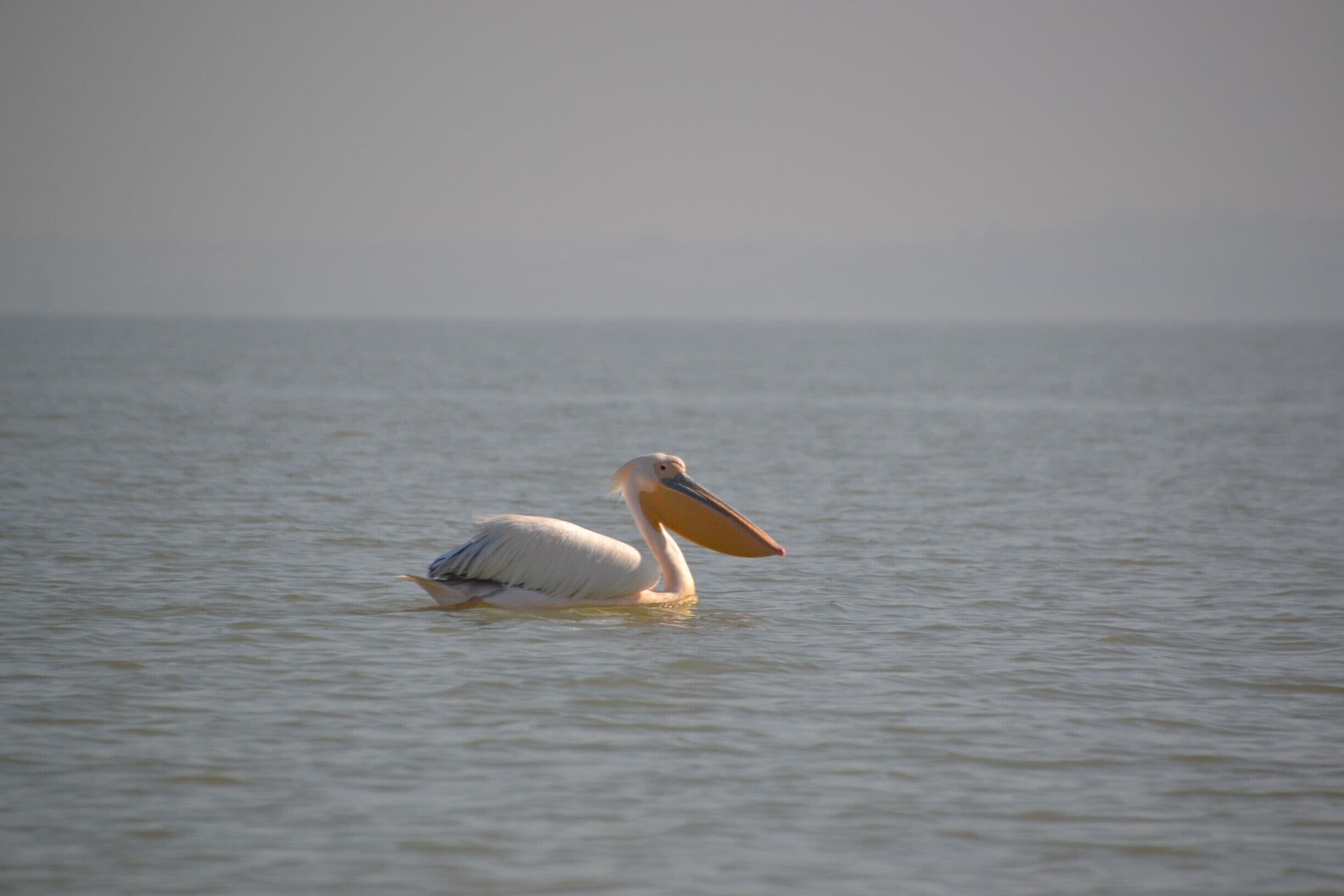 A pelican floating around on Lake Tana, Bahir Dar. These funny looking birds are the coolest I've ever seen. They are so big, that they almost look like tiny boats. 

5 other reasons to visit Ethiopia: http://thepinthemapproject.com/2015/04/5-reasons-to-visit-ethiopia/

#ethiopia #wildlife #nature
