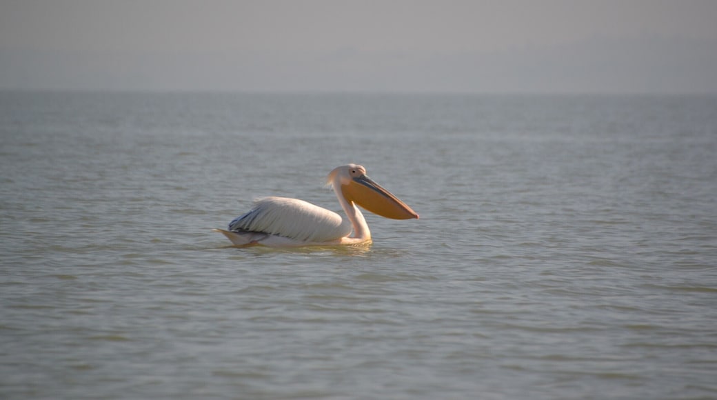 A pelican floating around on Lake Tana, Bahir Dar. These funny looking birds are the coolest I've ever seen. They are so big, that they almost look like tiny boats.
5 other reasons to visit Ethiopia: http://thepinthemapproject.com/2015/04/5-reasons-to-visit-ethiopia/
#ethiopia #wildlife #nature