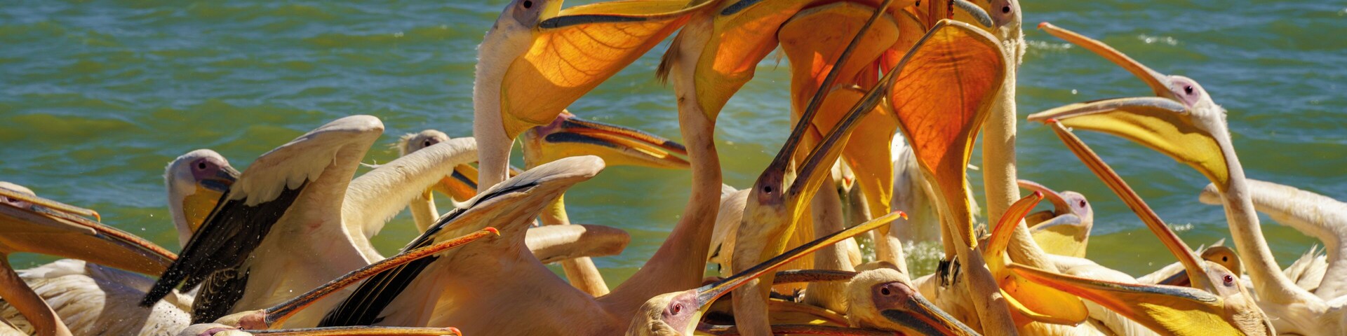 Pelicans fight over a fish dinner in Lake Tana, Ethiopia. The greenish blue waters of Lake Tana serve as the source of the Blue Nile, one half of the great river that once served as lifeblood to the Ancient Egyptians. Today the lake is home to a number of remote but beautiful island monasteries.
On the way to one of those monasteries we passed by a local fisherman in a traditional papyrus boat who was throwing some fish to the resident pelicans.
#LifeAtExpedia