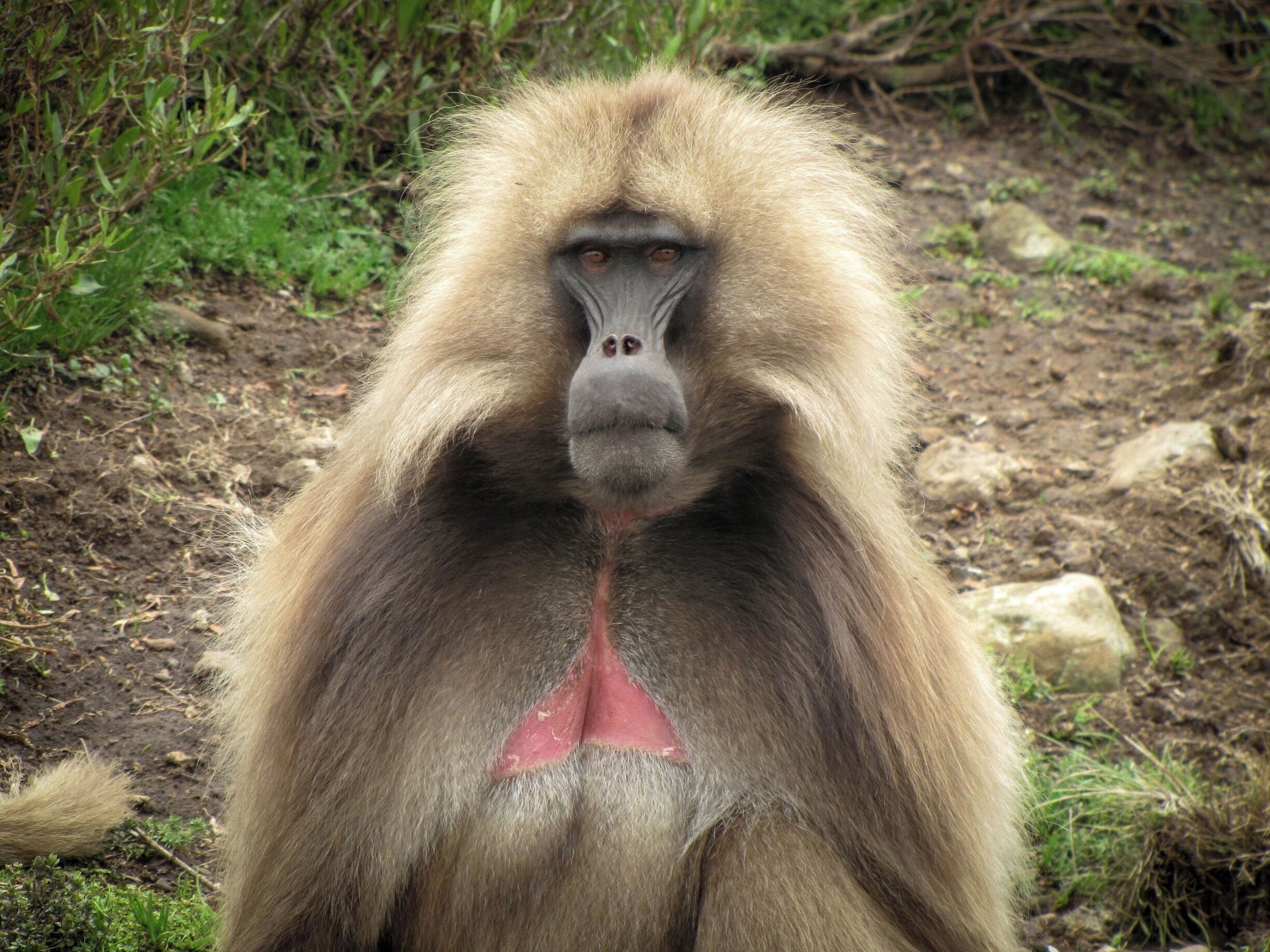 Gelada monkeys live only in the high mountain meadows of Ethiopia—an environment very unlike those of their forest- or savanna-dwelling primate relatives. This high-altitude homeland is replete with steep, rocky cliffs, to which geladas have adapted. At night, the animals drop over precipice edges to sleep huddled together on ledges.