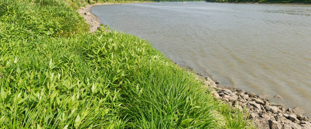 A riverbank with lush greenery and trees.