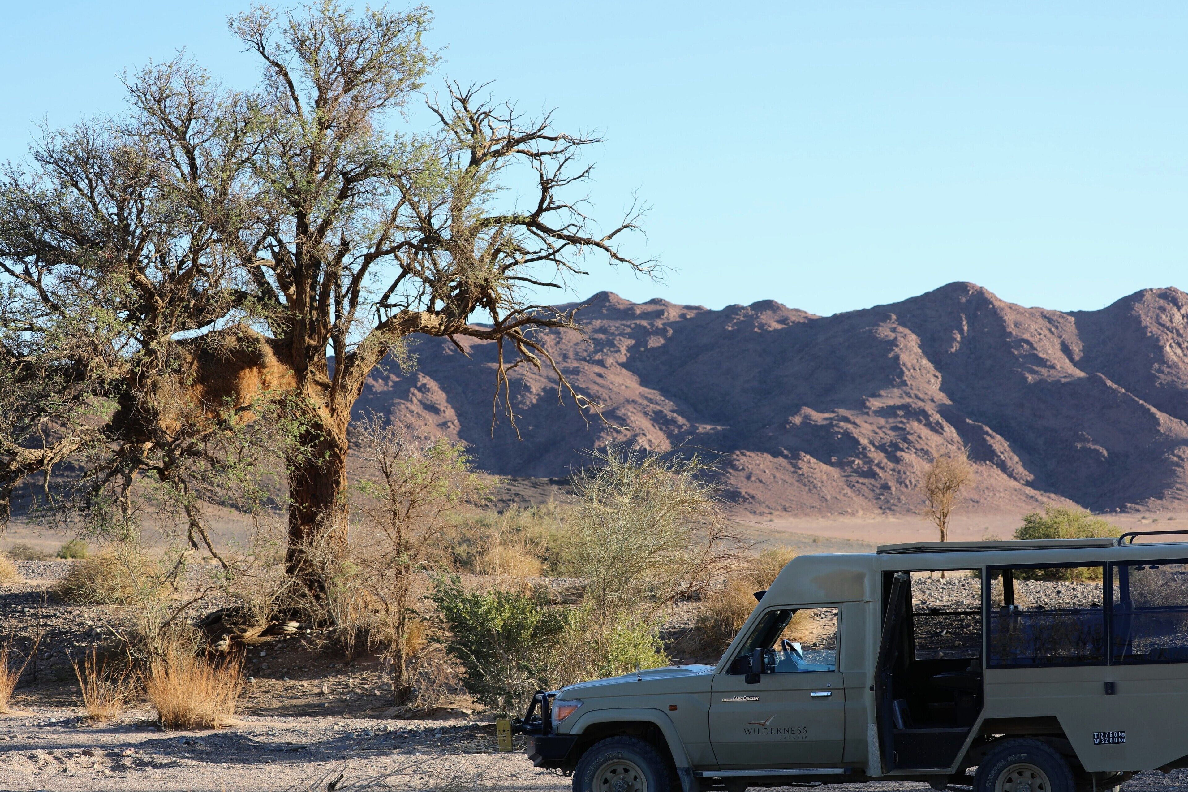 This is a picture of a giant birds nest up in a tree in Namibia, they are massive nests made by tiny sparrow sized birds. 
They are called sociable weavers "Social weaver, any of a number of small African birds of the family Ploceidae (order Passeriformes) that are extremely gregarious. This name is given particularly to Philetairus socius, which makes an “apartment house” in a tree: dozens of pairs of these little black-chinned birds cooperate year-round to maintain a thatchlike roof over the colony, which may contain 300 chambers (one per pair); the roof may be 7.5 metres (25 feet) wide and 1.5 metre high. Each cluster of chambers has a common tunnel entrance from the “basement.”" I have to admit I was pretty fascinated by it. One nest had made a tree fall down and I wanted to go take a close look but my guide warned me off saying snakes often take up residence. 