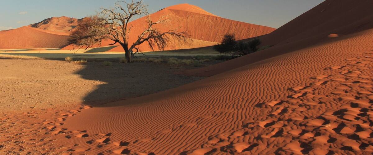 Stumbled across this tree whilst wandering around Soussusvlei, so had to come back to shoot it at sunrise the next day!
