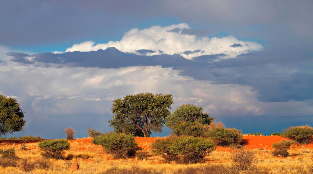 Namibia is one of the few countries in Africa where it is safe and easy to rent a car and drive by yourself. We had our epic #roadtrip in 2012/13 and loved it. We are going back for sure! We had heavy rain in the desert! Read more on: http://www.travelwithallsenses.com/namibia-desert-country-surprises/