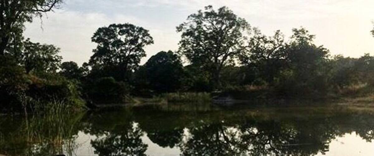 A calm lake surrounded by trees and vegetation.