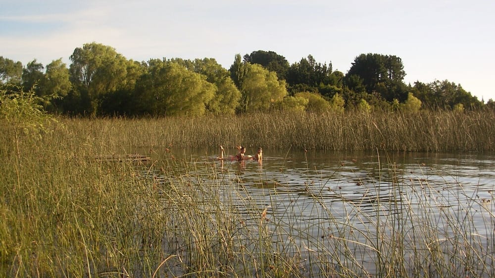 A calm river surrounded by tall reeds and trees.