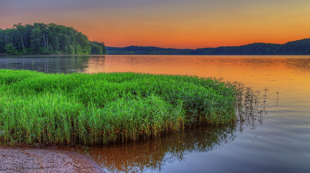 Aquatic Plants on Energy Lake Shoreline Land Between the Lakes Energy Lake Looking west from highway 134, Energy Lake glows in the evening light.