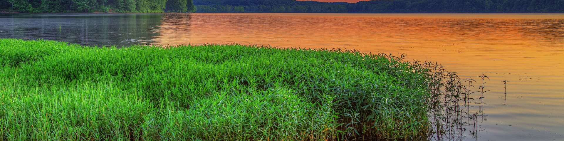 Aquatic Plants on Energy Lake Shoreline Land Between the Lakes Energy Lake Looking west from highway 134, Energy Lake glows in the evening light.