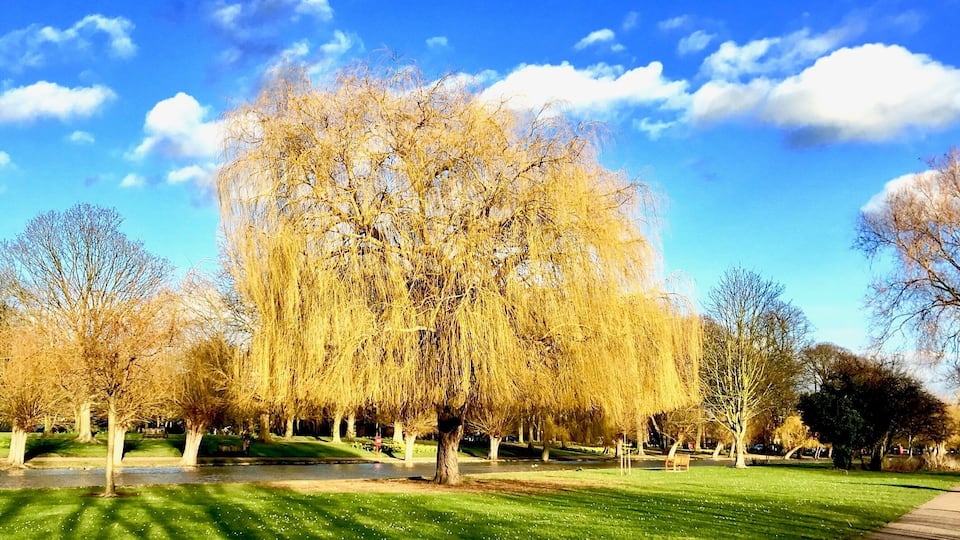 A park with a large weeping willow tree, a pond, and a clear blue sky.