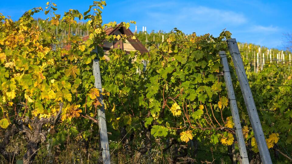 Vineyards in autumn - vines with sprawling leaves in bright autumn colors.
