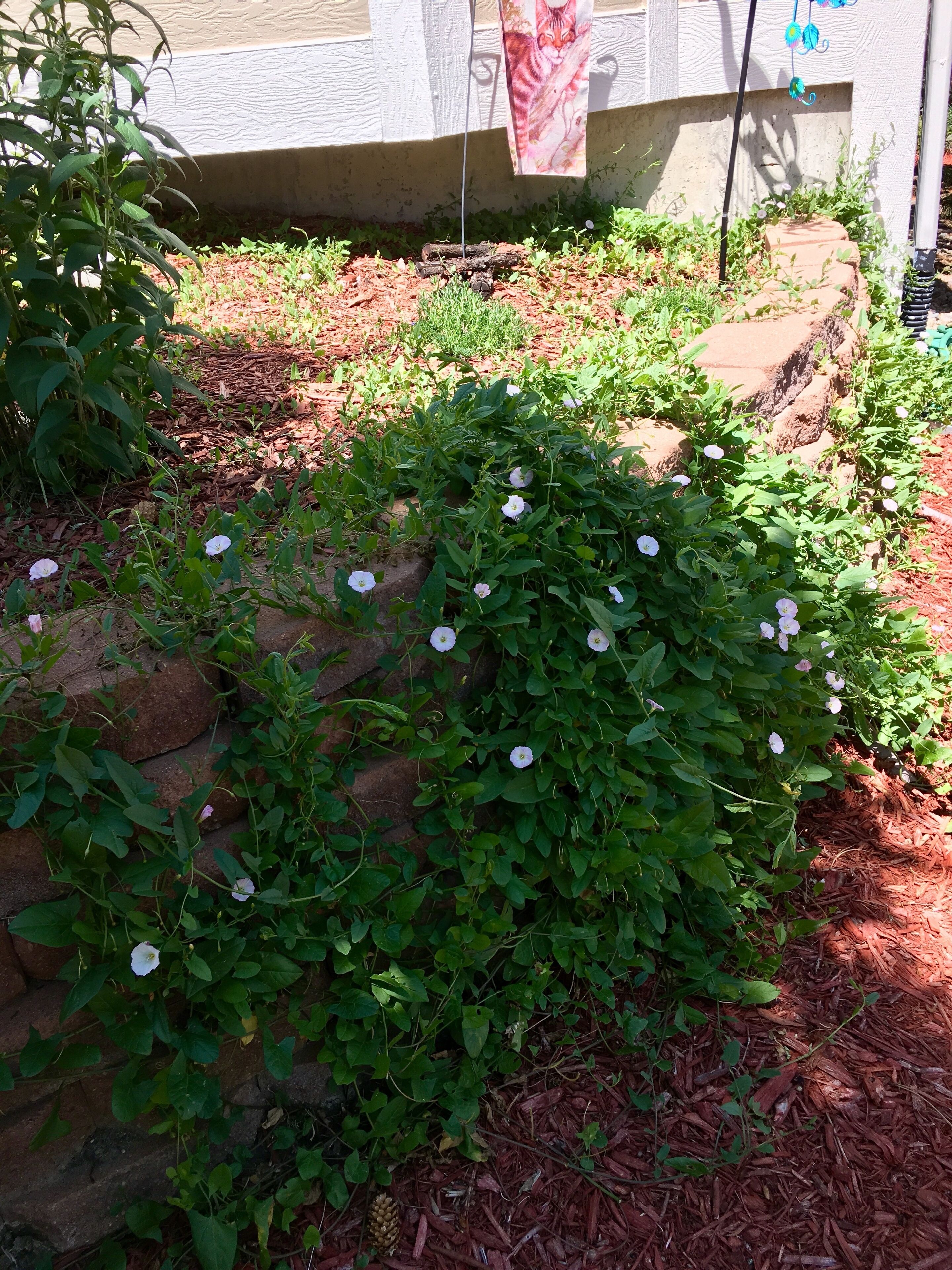 Wild Phlox feels right at home in my front garden; comes back every year in even greater abundance than when first appeared 10 summers ago...#Nature #mothernature 
