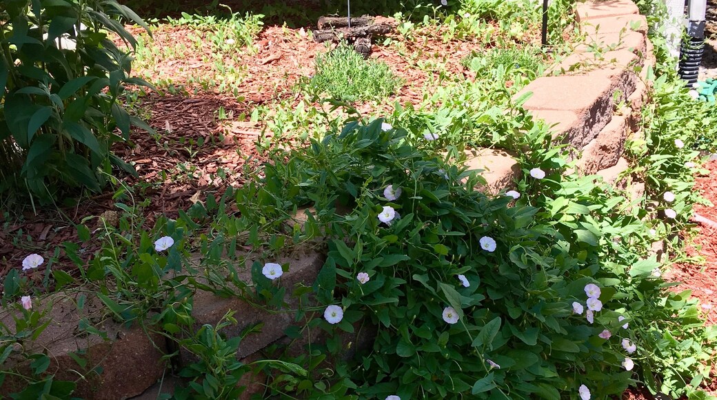 Wild Phlox feels right at home in my front garden; comes back every year in even greater abundance than when first appeared 10 summers ago...#Nature #mothernature