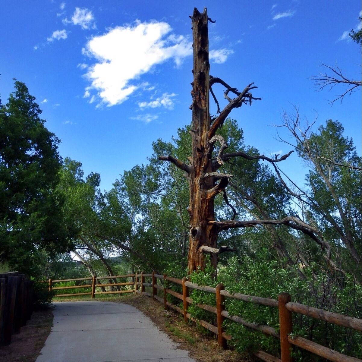 Hey enjoy a nice bike ride in castle rock and enjoy this #treetrove along the way.