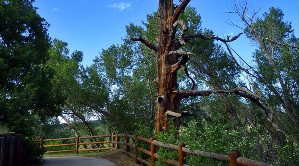 Hey enjoy a nice bike ride in castle rock and enjoy this #treetrove along the way.