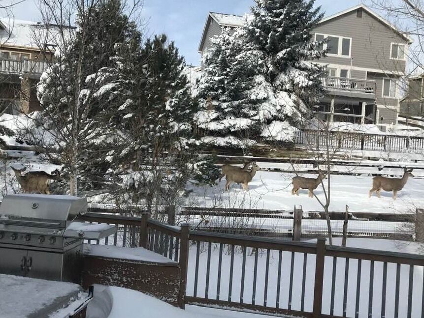 My Cul-de-sac neighbor took this photo at 9:48am, today. Thanks, Tina. #lovedeer #mothernature