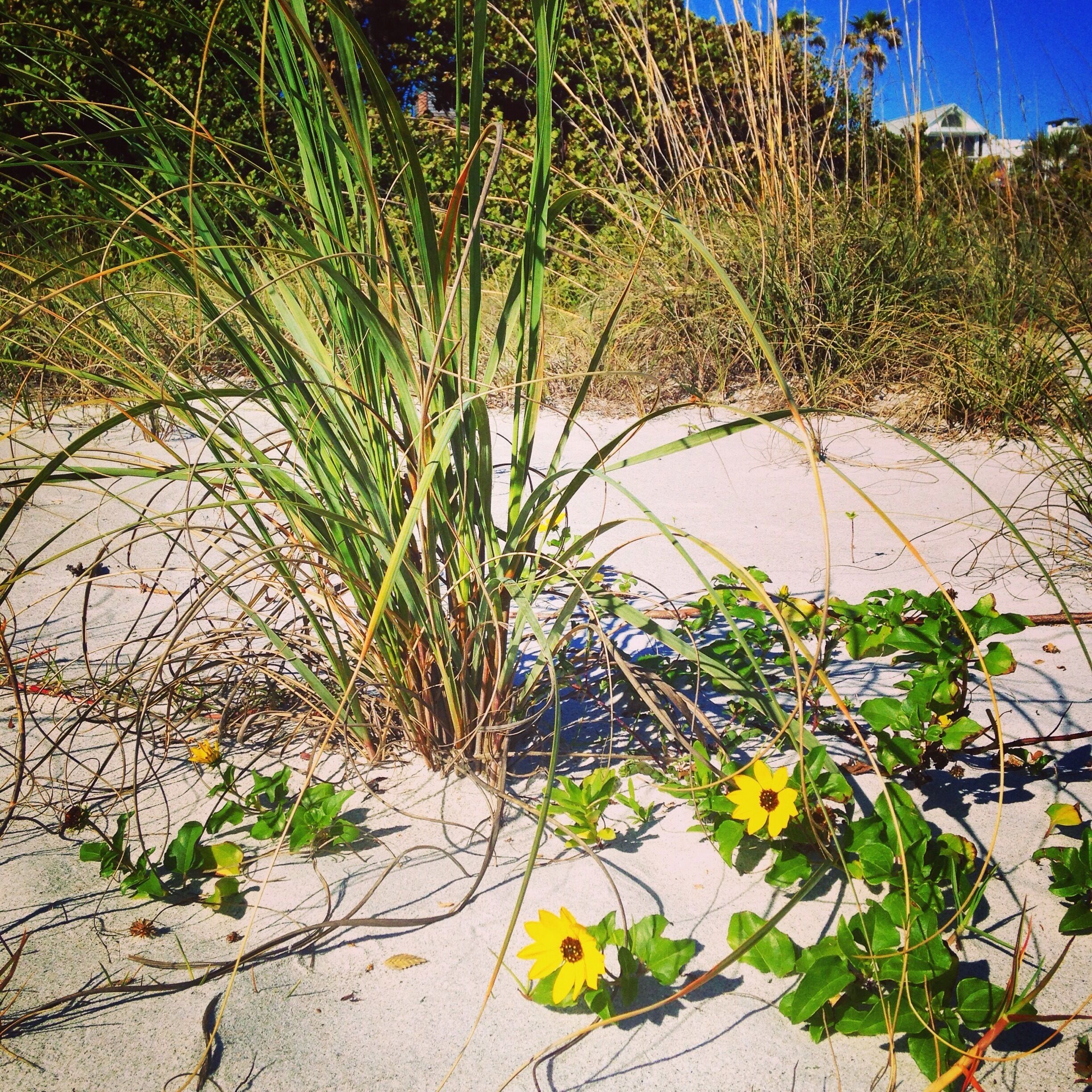 Beach flowers!