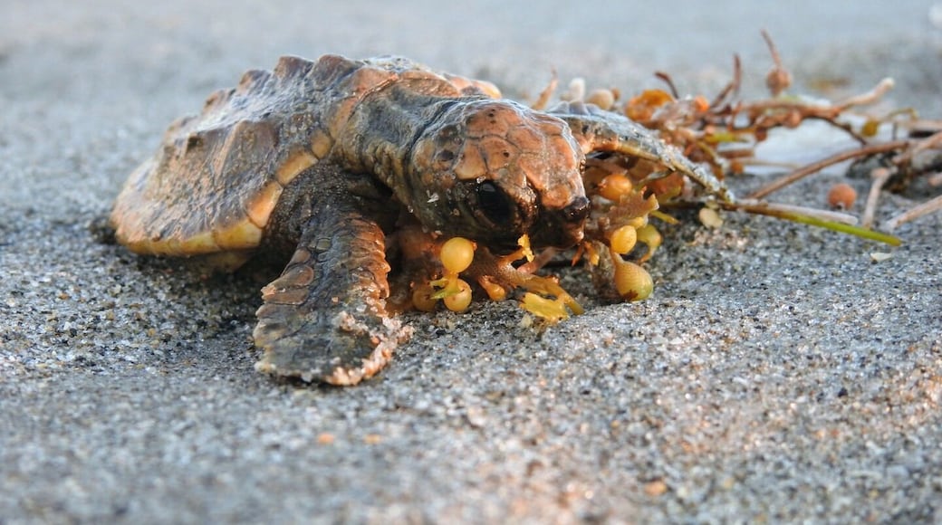 I walked through Lori Wilson Park to arrive on Cocoa Beach before dawn to get some photos of sunrise over the Atlantic.
I set up my tripod and awaited the sun to break above a bank of clouds, when I caught a tiny movement out of the corner of my eye.
I have no idea the catalyst for this serendipitous encounter, but for the first time in my decades of turtle fanaticism, I saw a sea turtle in the wild! Not just any sea turtle, but a tiny hatchling making its way across the beach from its sandy nest to its new home in the vastness of the ocean.
We shared a few brief moments until he was fully enveloped in the waves and the water.
My previous planned attempts at sea turtle sightings have always been near misses, today's scenario of pure happenstance was a true joy and an experience to remember.
I'm no herpetologist, but I believe he was a loggerhead sea turtle (Caretta caretta).