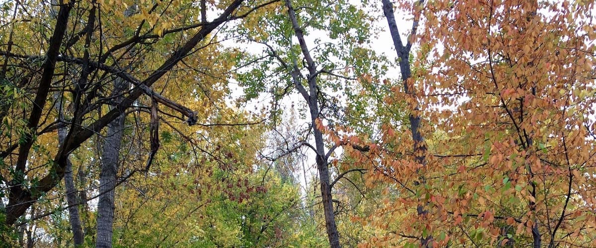 Colors along the Boise River Greenbelt are still vibrant.  This photo was taken just West of the Veterans Memorial Parkway, Road. #EndlesesSummer