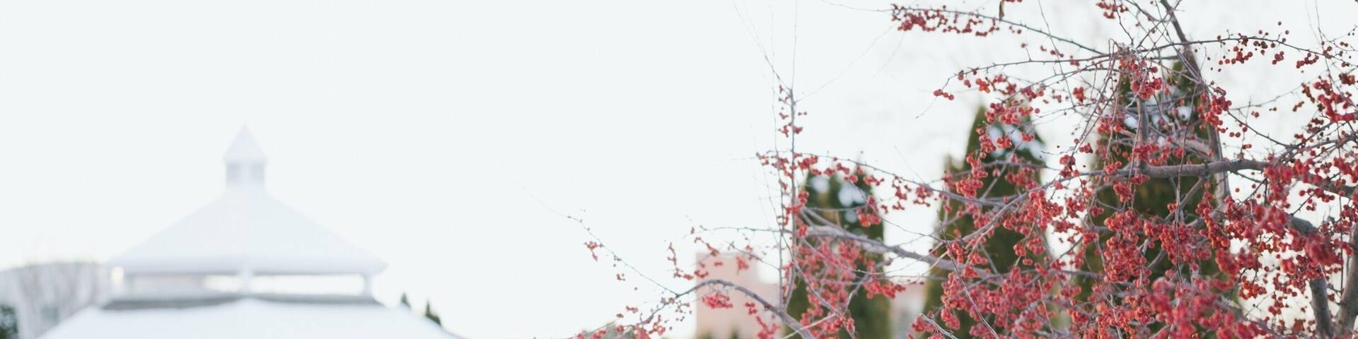 Boise, the capital of Idaho, the state famous for its potatoes. 😂
I have lived here for almost two years, this park has been my favorite place, for all seasons.
It is a White Christmas here. It is amazingly pretty, even though it is really freezing outside, roads are a little rough to drive and I've caught cold and have scratchy throat. 😊
Merry Christmas everyone.
#WinterWonders #merrychristmas