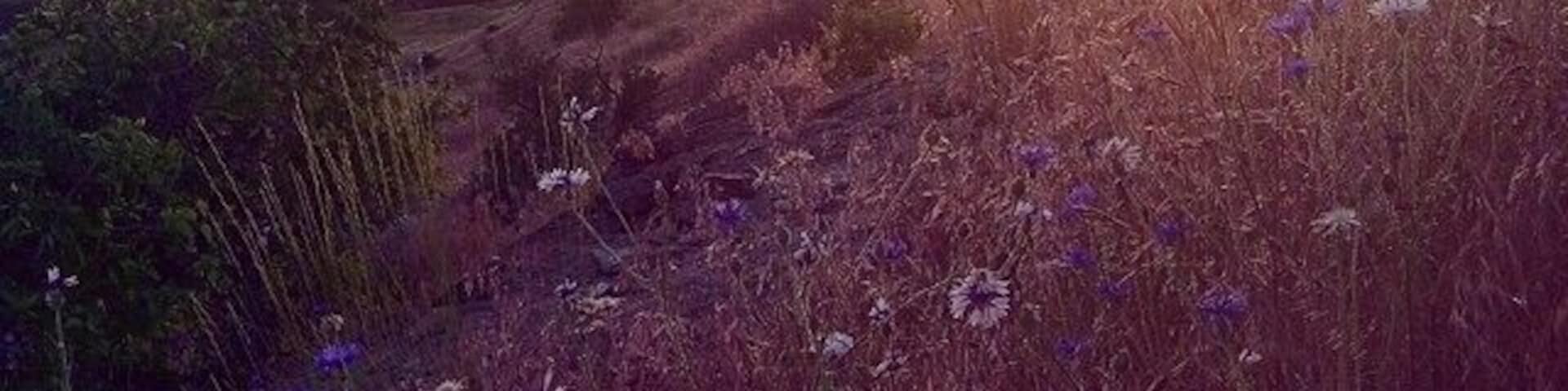 The view from last night 🌻💕 #thisisboise #visitboise #7spring #tablerock #castlerock #thefray #idahome #sunset #wildflowers