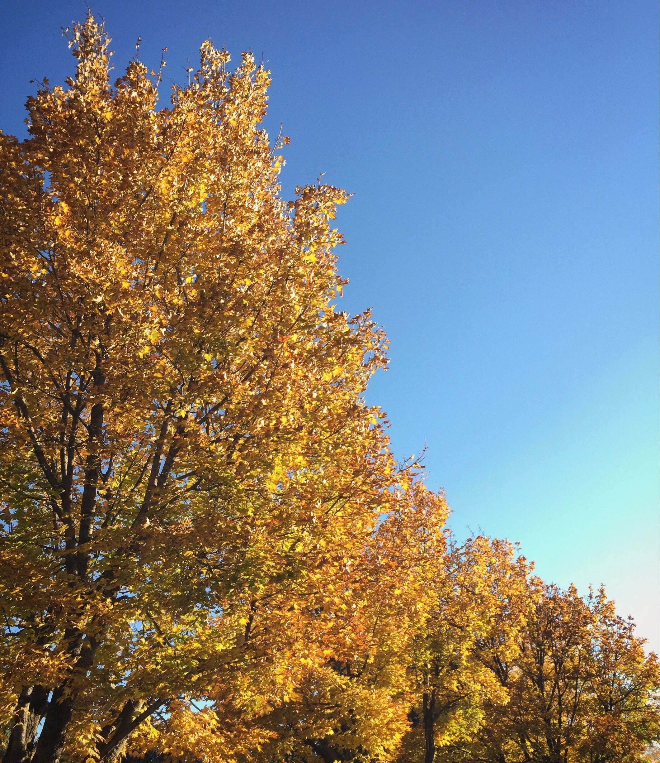 Obsessed with the fall leaves and blue skies 🍁🍂