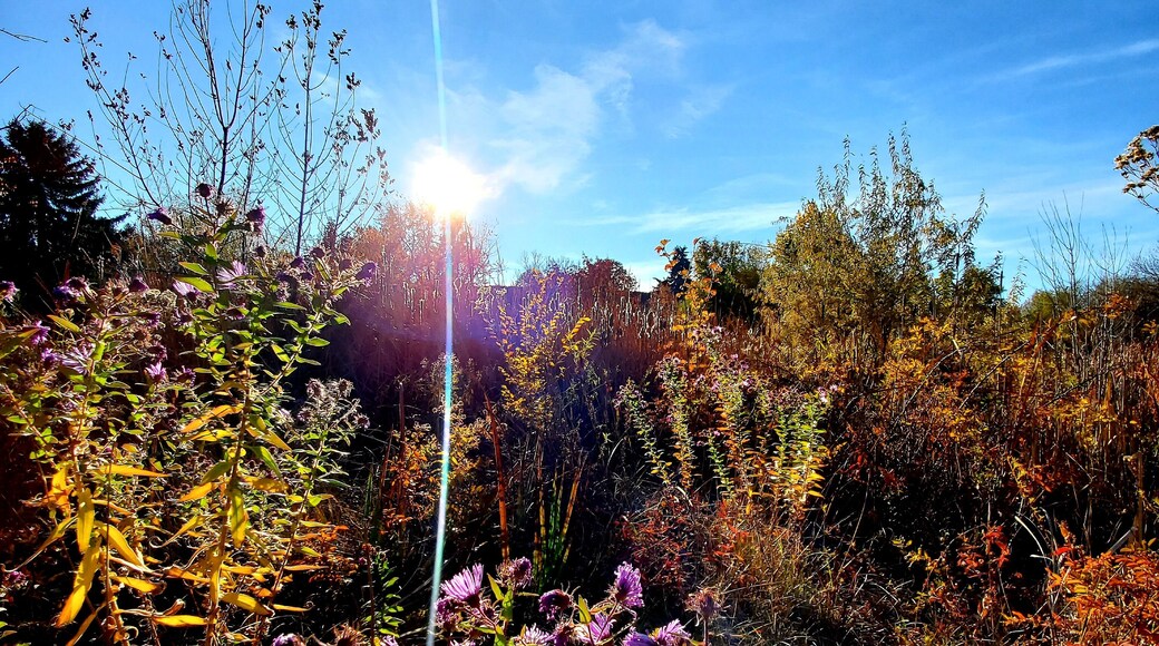 15 minute serenity now walk