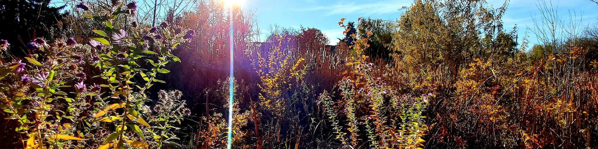 15 minute serenity now walk