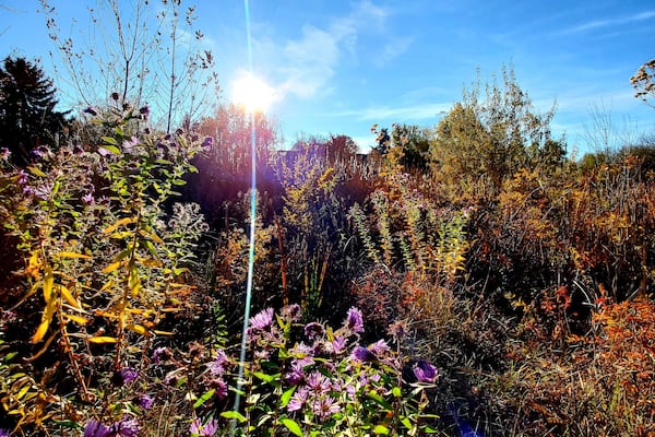 15 minute serenity now walk