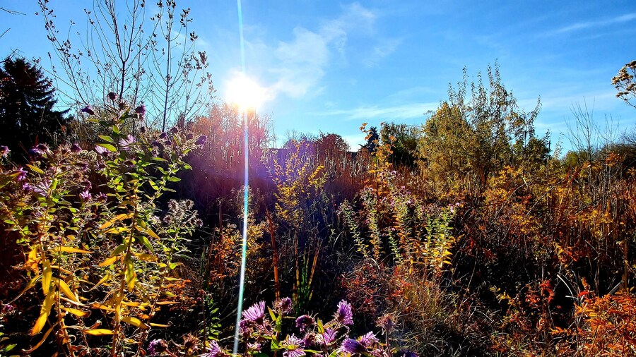 15 minute serenity now walk