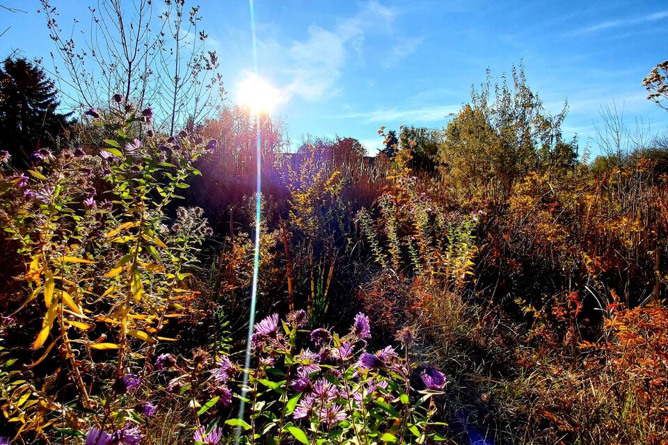 A field of purple flowers with sunlight filtering through.