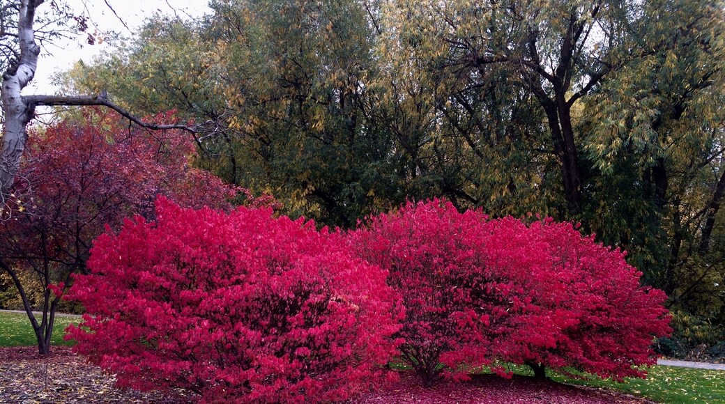 These "great balls of fire" are along the Boise River greenbelt. The Boise River Greenbelt is about 25 miles long and has great colors throughout the fall.
