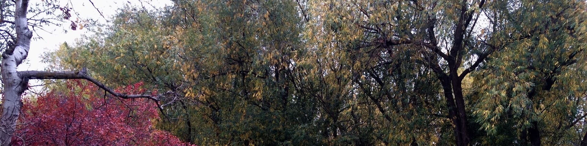 These "great balls of fire" are along the Boise River greenbelt. The Boise River Greenbelt is about 25 miles long and has great colors throughout the fall.