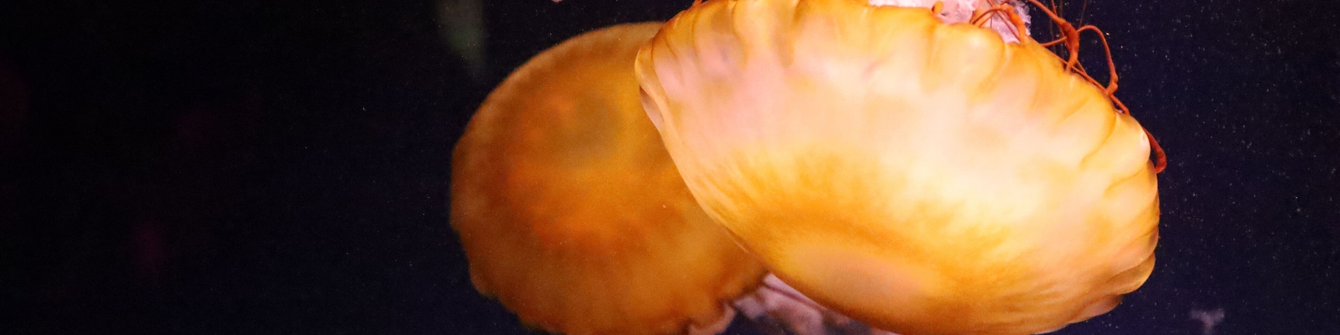 Closeup shot of Oklahoma Aquarium- Jenks