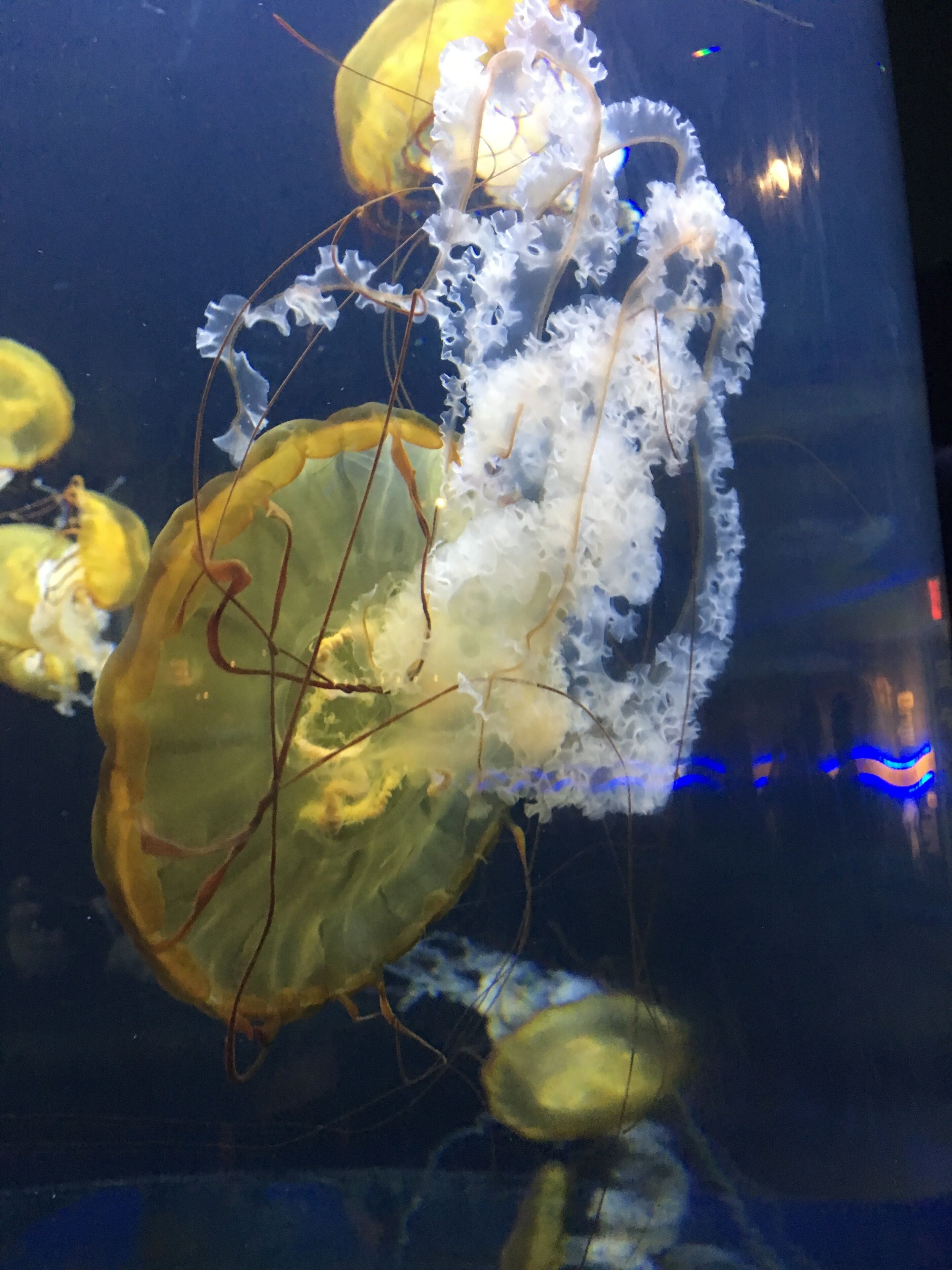 Adventure Aquarium in Camden NJ.