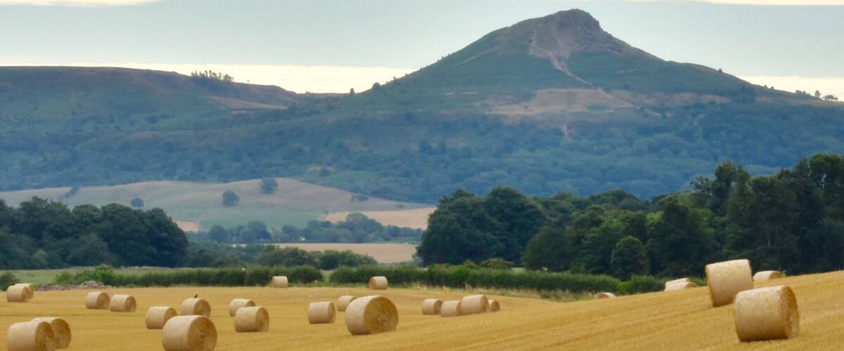 A field of hay bales in a rural landscape with a mountain in the background.