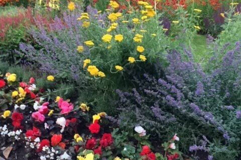 Un jardín con diversas flores coloridas y arbustos verdes.
