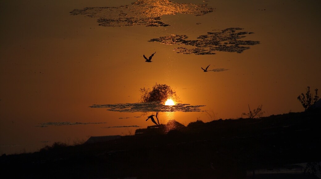Topsy turvy - This picture is actually upside down. It's the reflection of the flying birds in the water..still it looks like it's the right side up.. For a moment it makes us wonder if we too are the reflection of the real image we see in the mirror ?