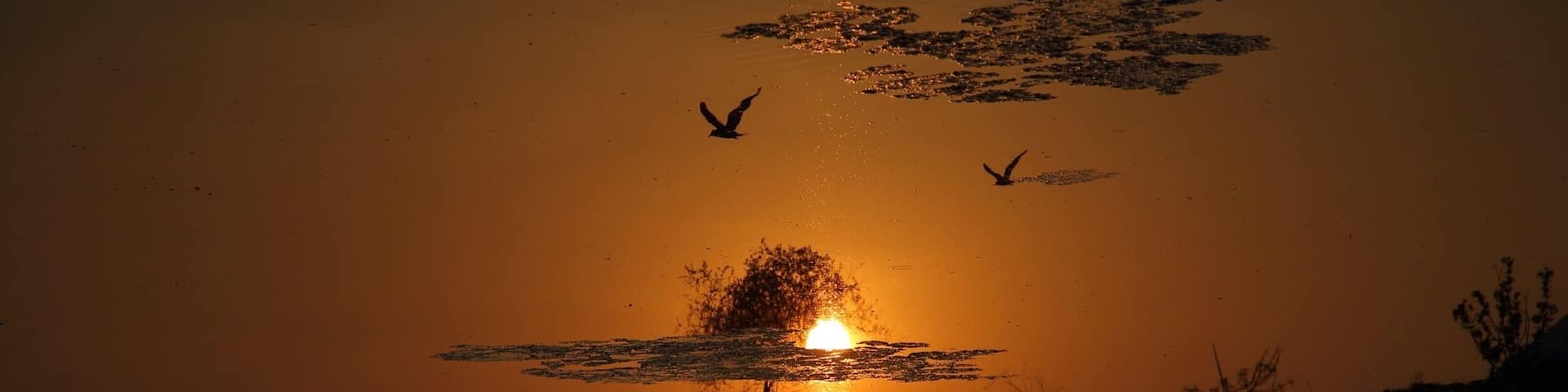 Topsy turvy - This picture is actually upside down. It's the reflection of the flying birds in the water..still it looks like it's the right side up.. For a moment it makes us wonder if we too are the reflection of the real image we see in the mirror ?