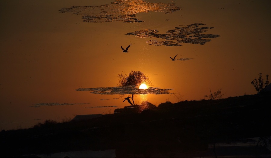 Topsy turvy - This picture is actually upside down. It's the reflection of the flying birds in the water..still it looks like it's the right side up.. For a moment it makes us wonder if we too are the reflection of the real image we see in the mirror ?
