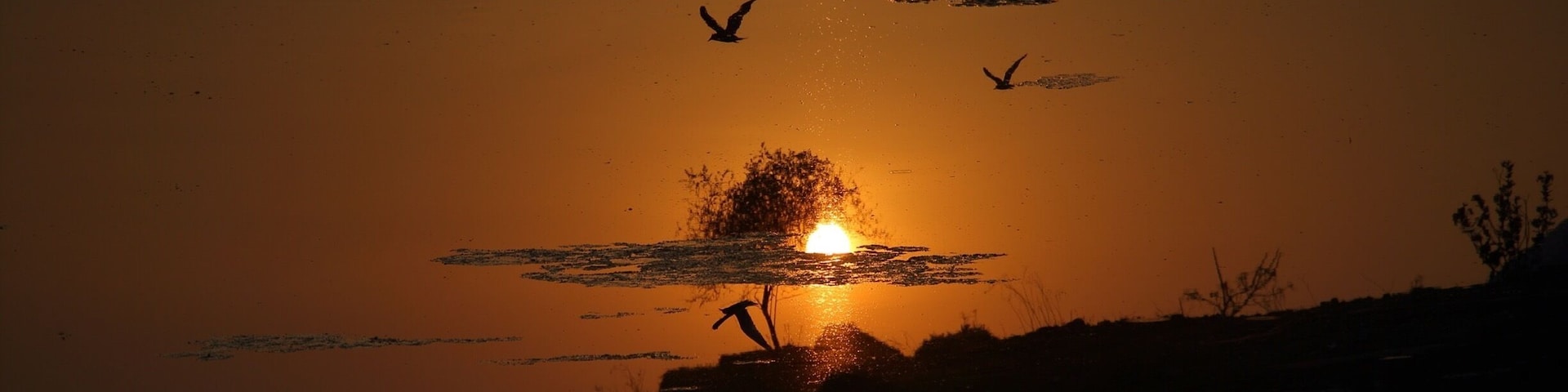 Topsy turvy -  This picture is actually upside down. It's the reflection of the flying birds in the water..still it looks like it's the right side up.. For a moment it makes us wonder if we too are the reflection of the real image we see in the mirror ?