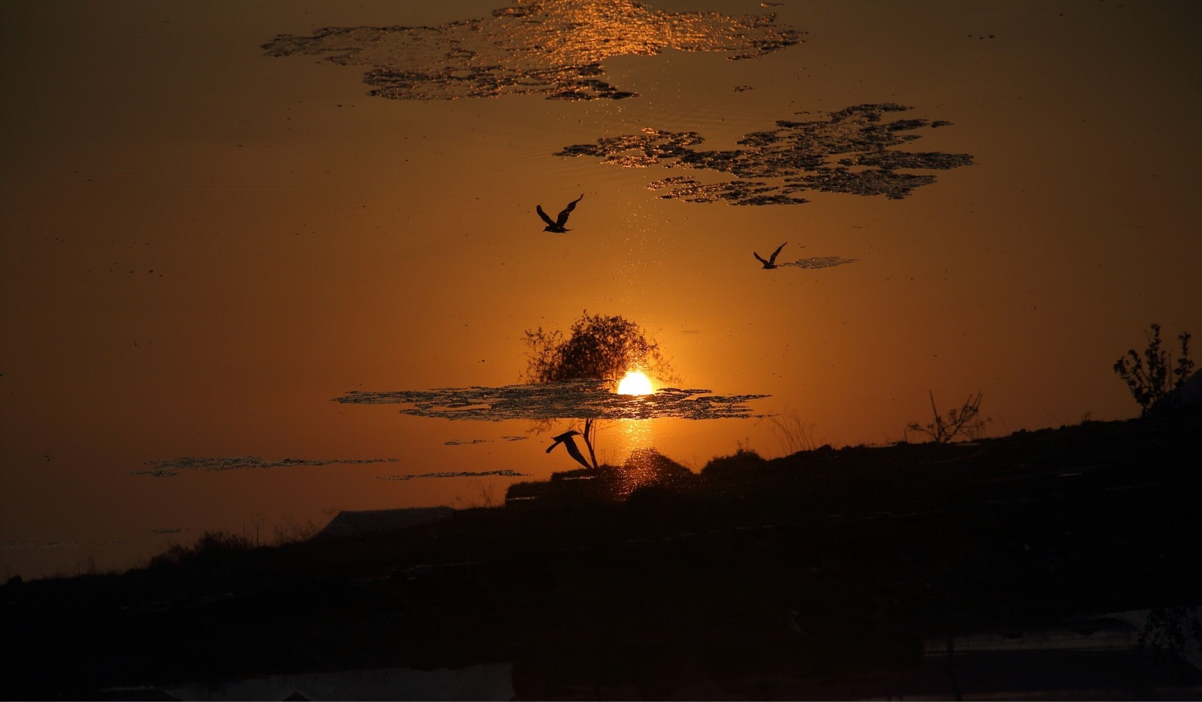 A sunset with silhouettes of birds flying and a tree in the foreground.
