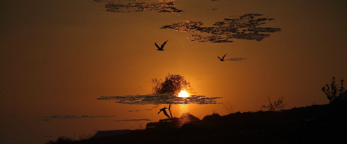A sunset with silhouettes of birds flying and a tree in the foreground.