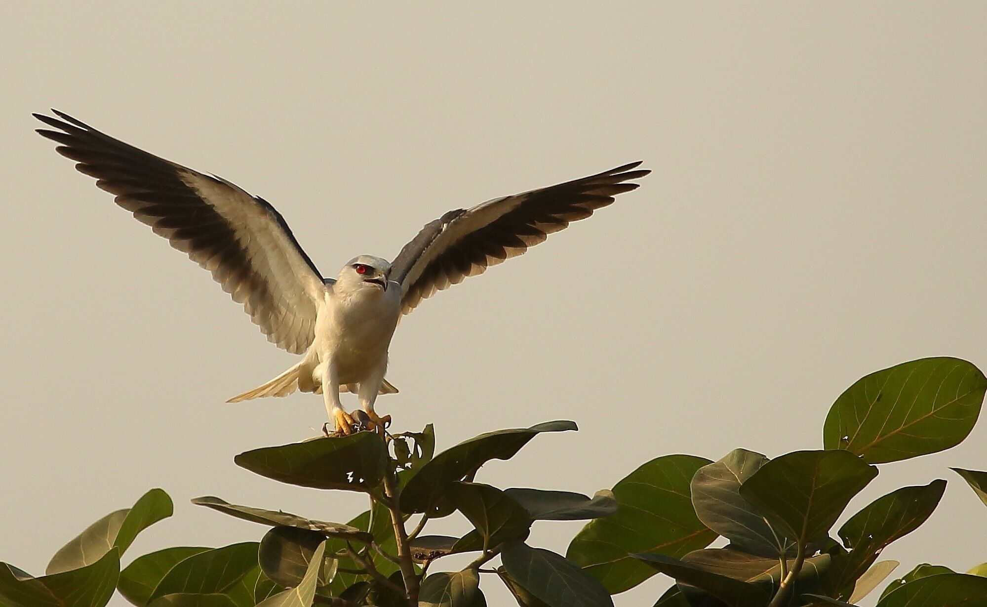 Black shouldered kite with a kill ( mouse) ..these are among the few birds that can hover. They have an amazing eyesight and can swoop rodents with almost every dive they take !!