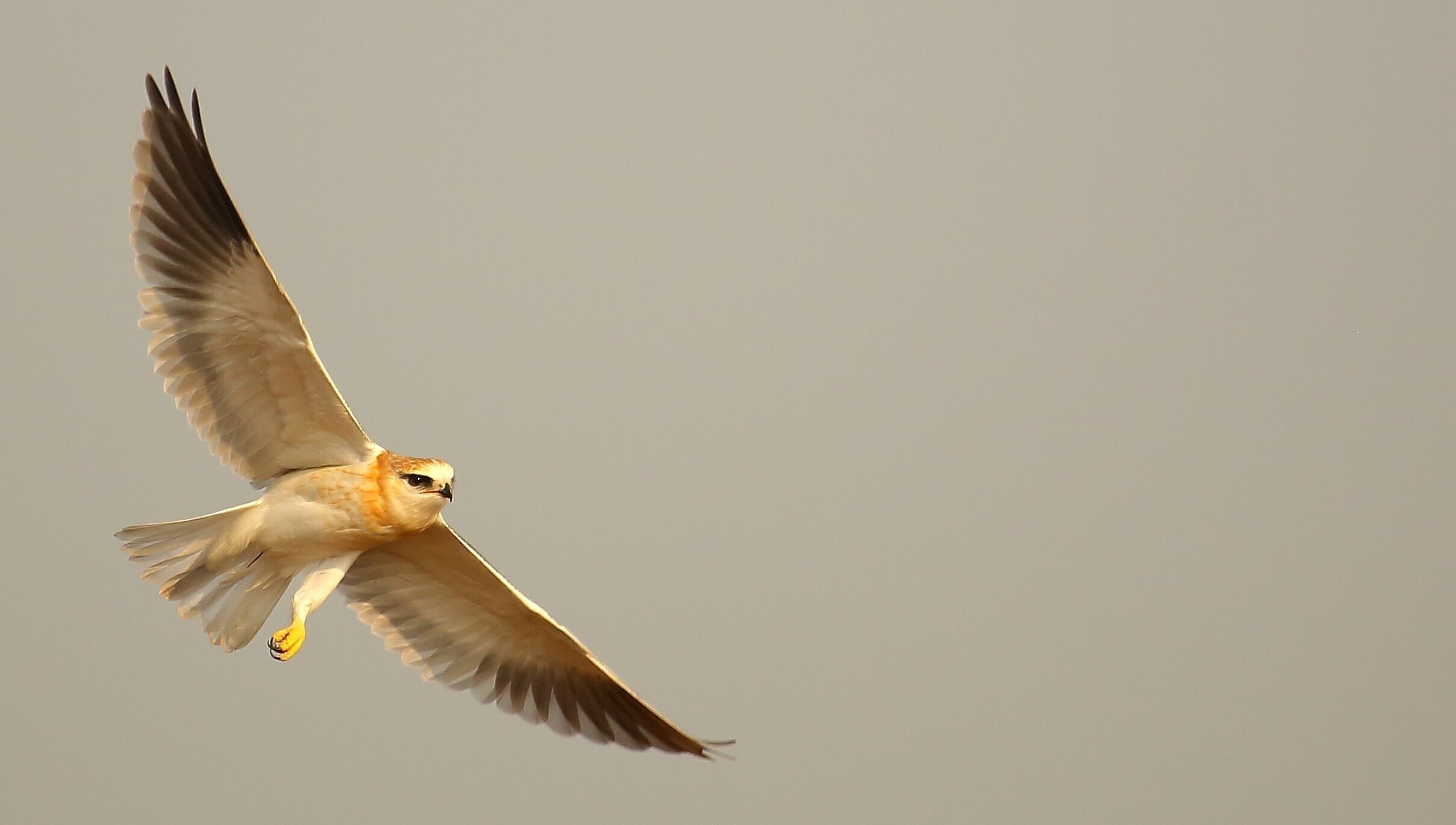 Black shouldered kite. 
An amazing bird that can hover mid air despite its size.  This particular bird seem to have a limb missing . There seemed to be no impact of this on her routines and in fact  I only noticed it in the photographs and didn't realise in the couple of hours I got to observe her in the habitat. 