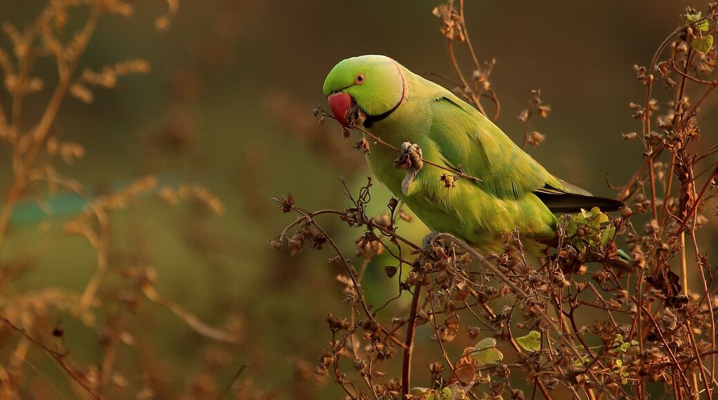 Ringed necked parakeet