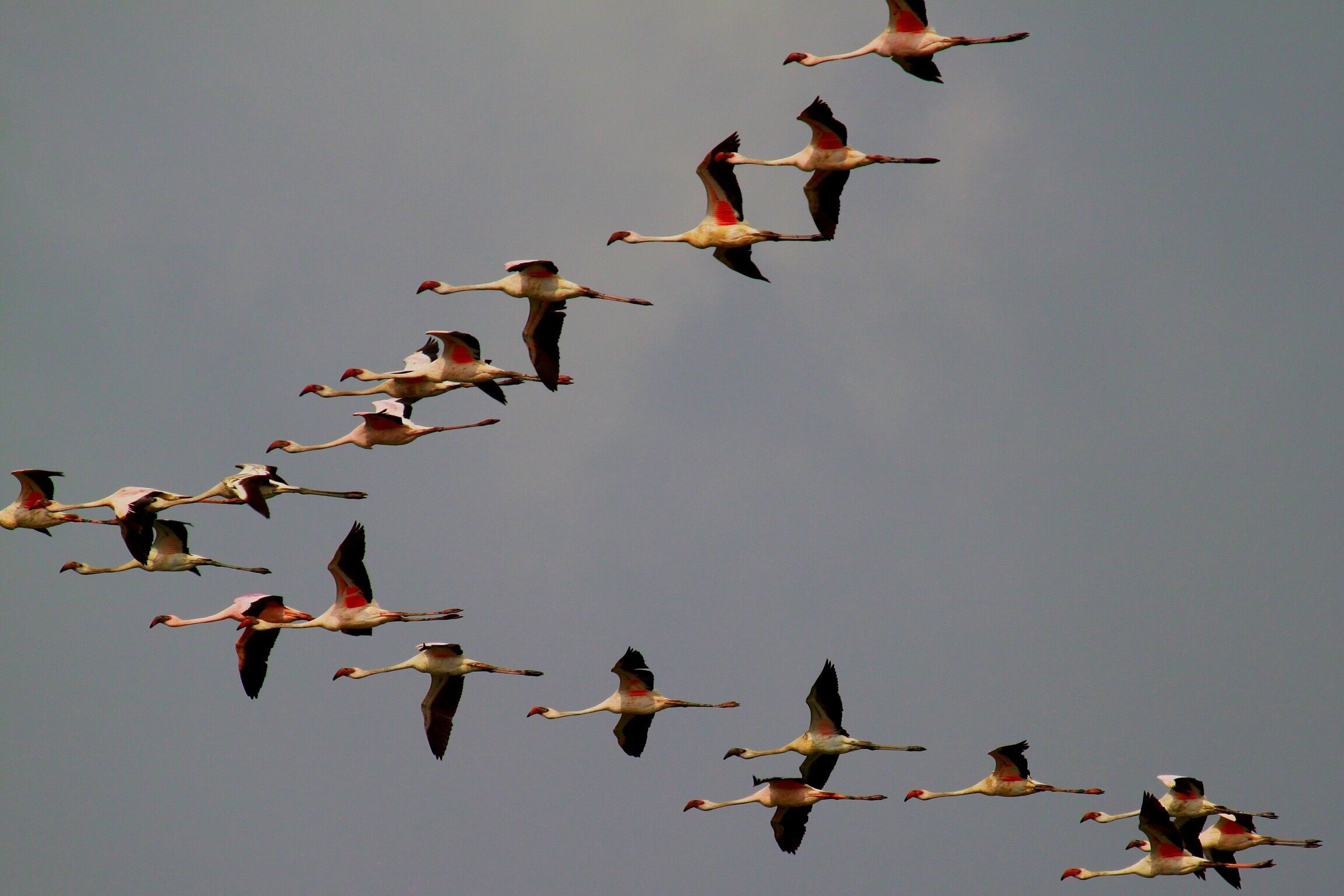 The classic "V formation"

A method used by long migrating birds to reduce the drag of the wind. The tip of the V is where you face the most drag and the each bird behind the tip positions itself in a way where the force of air working against it reduces. They take the leading positions in round robin fashion and thus optimising the energy used in fighting the wind drag. Kind of resembles the tip of the arrow!