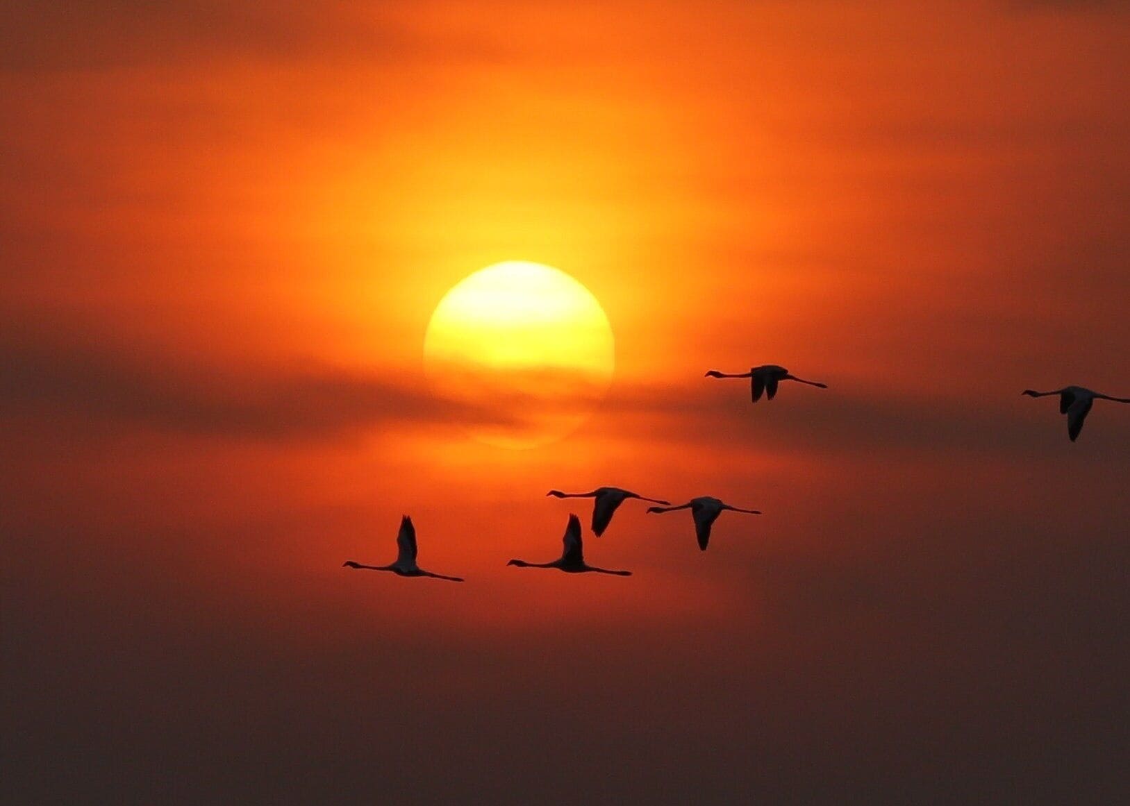 Thjs pictures in some way conveys the speed of the flying flamingoes. The different position of wings of pairs of flamingoes gives a impression of speed even though there is no motion blurt in the pic. 